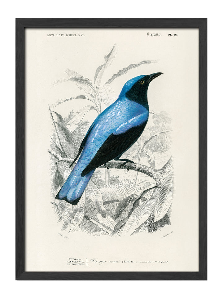 Drongo Azure