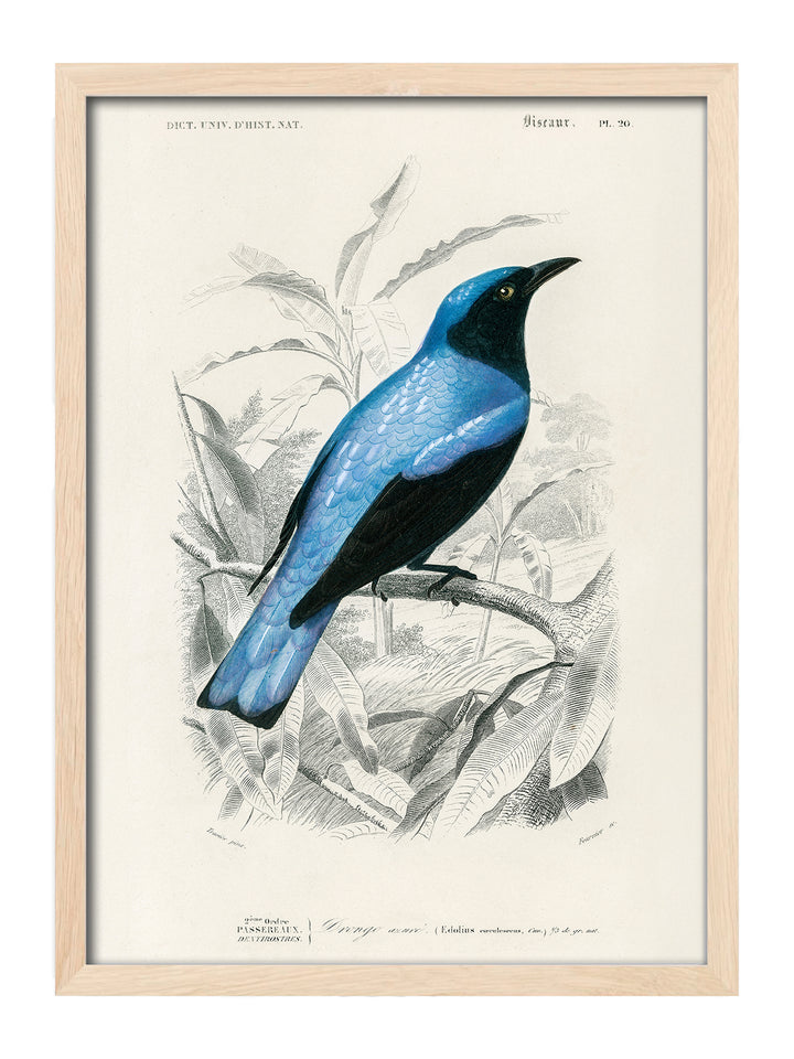Drongo Azure
