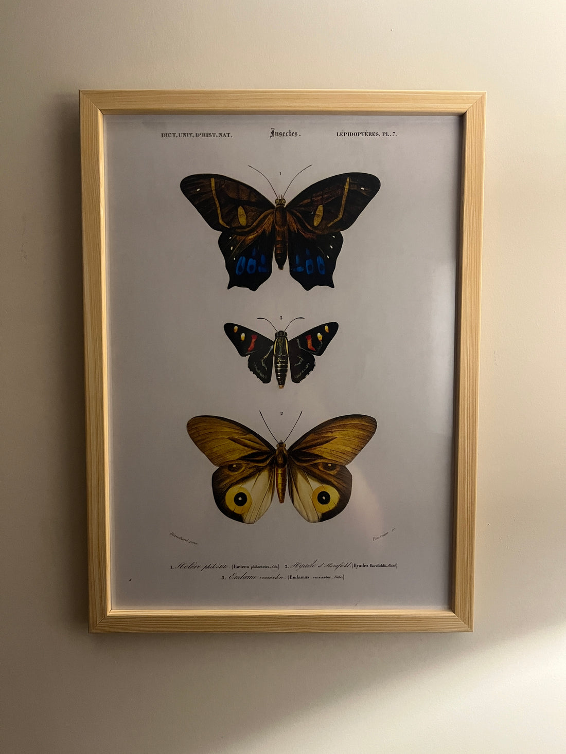 Butterflies