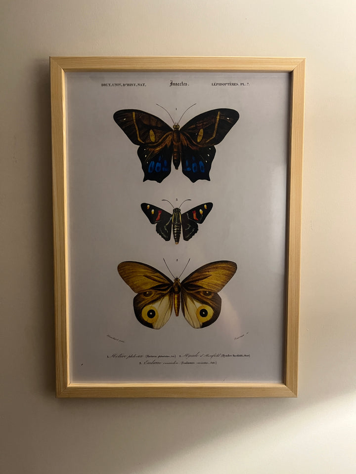 Butterflies