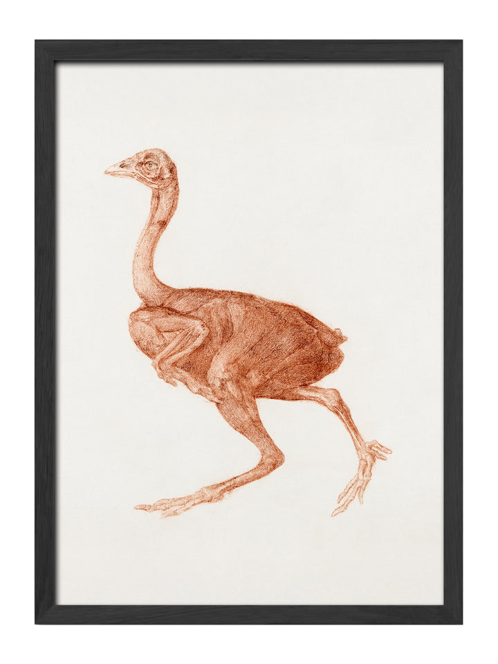 Ostrich