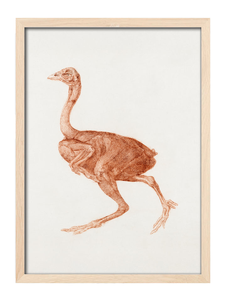 Ostrich