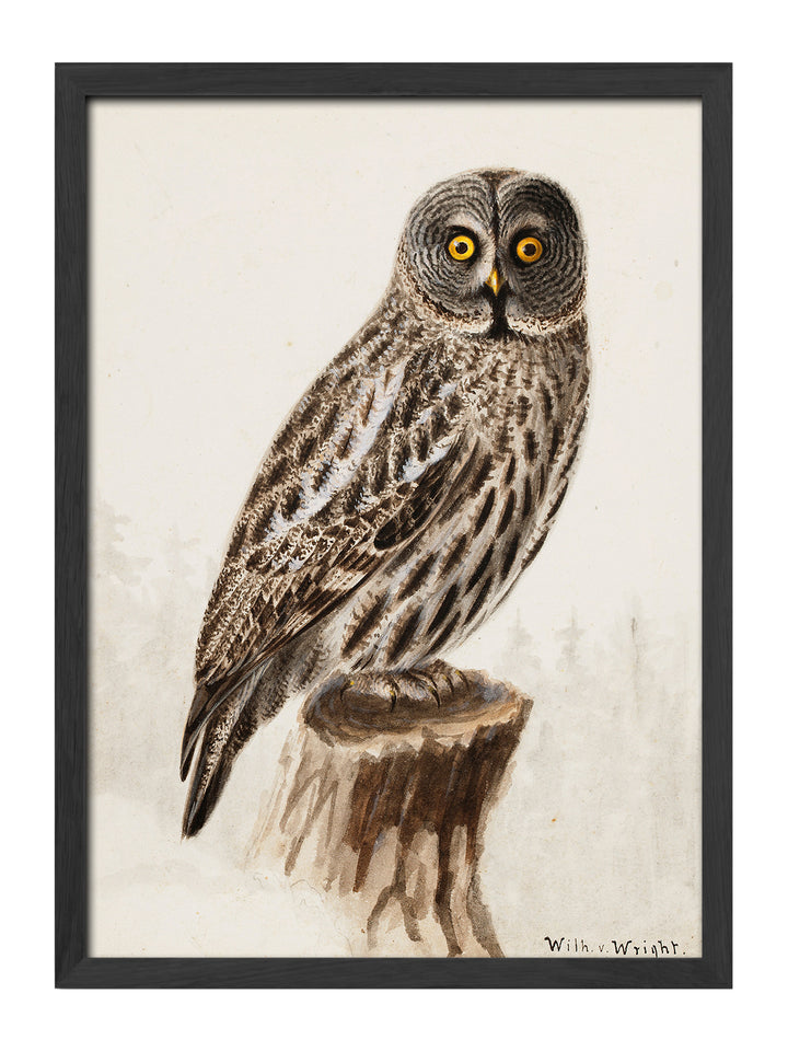 Owl
