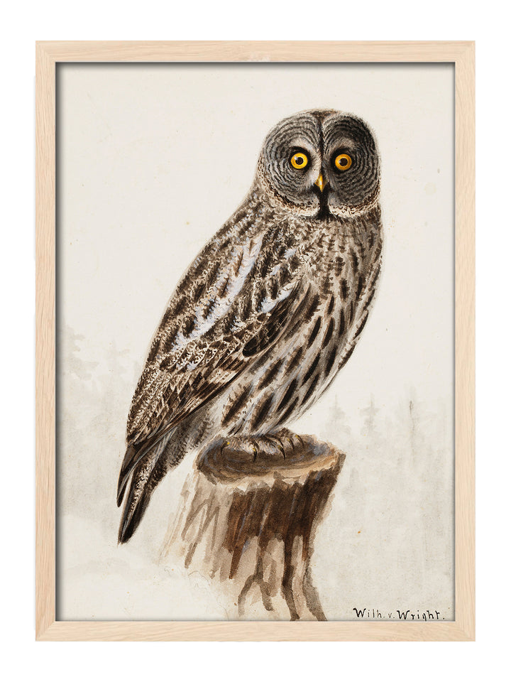 Owl