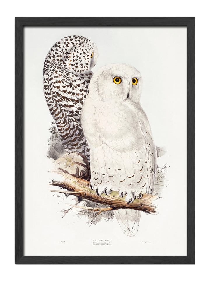 Snowy Owl