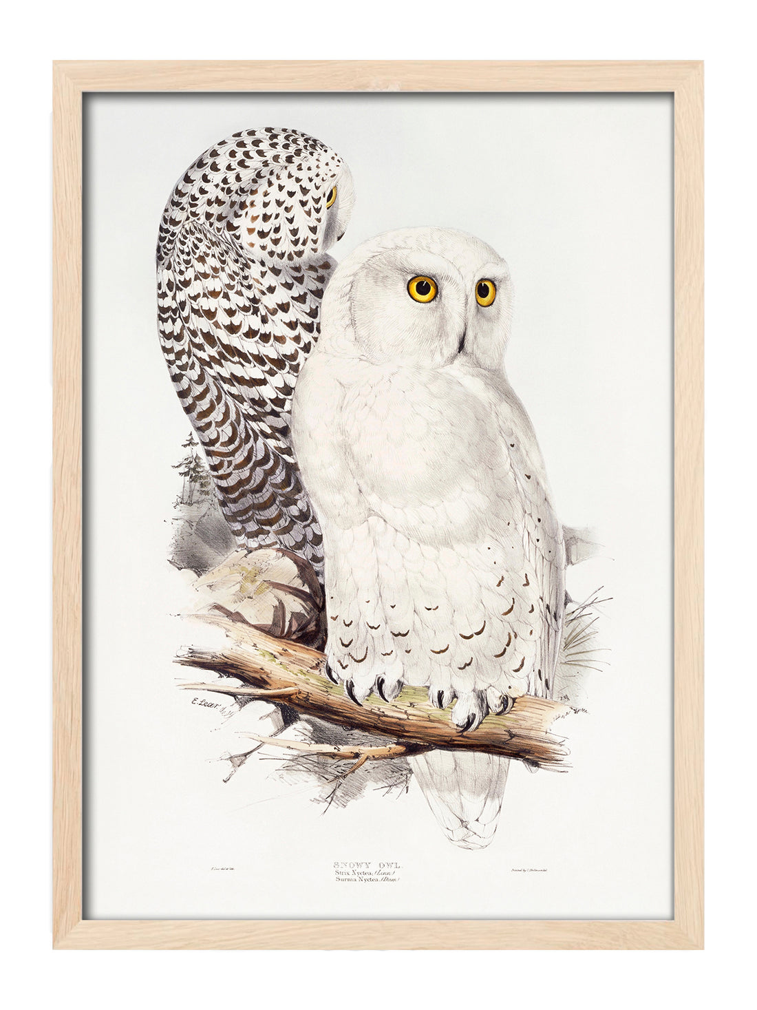 Snowy Owl