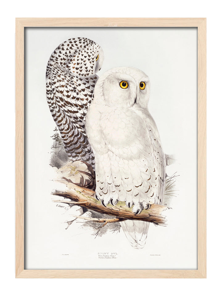 Snowy Owl
