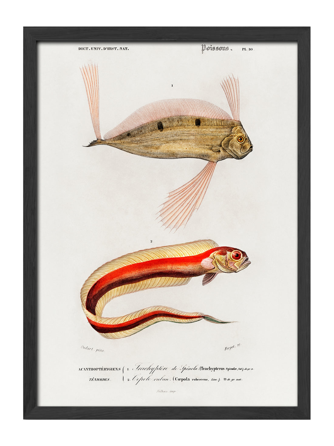 Taenioides