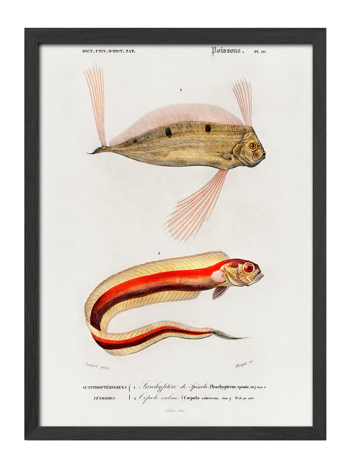 Taenioides
