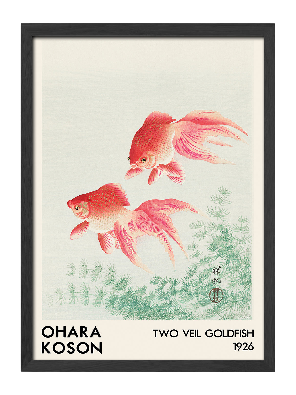 Two Veil Goldfish