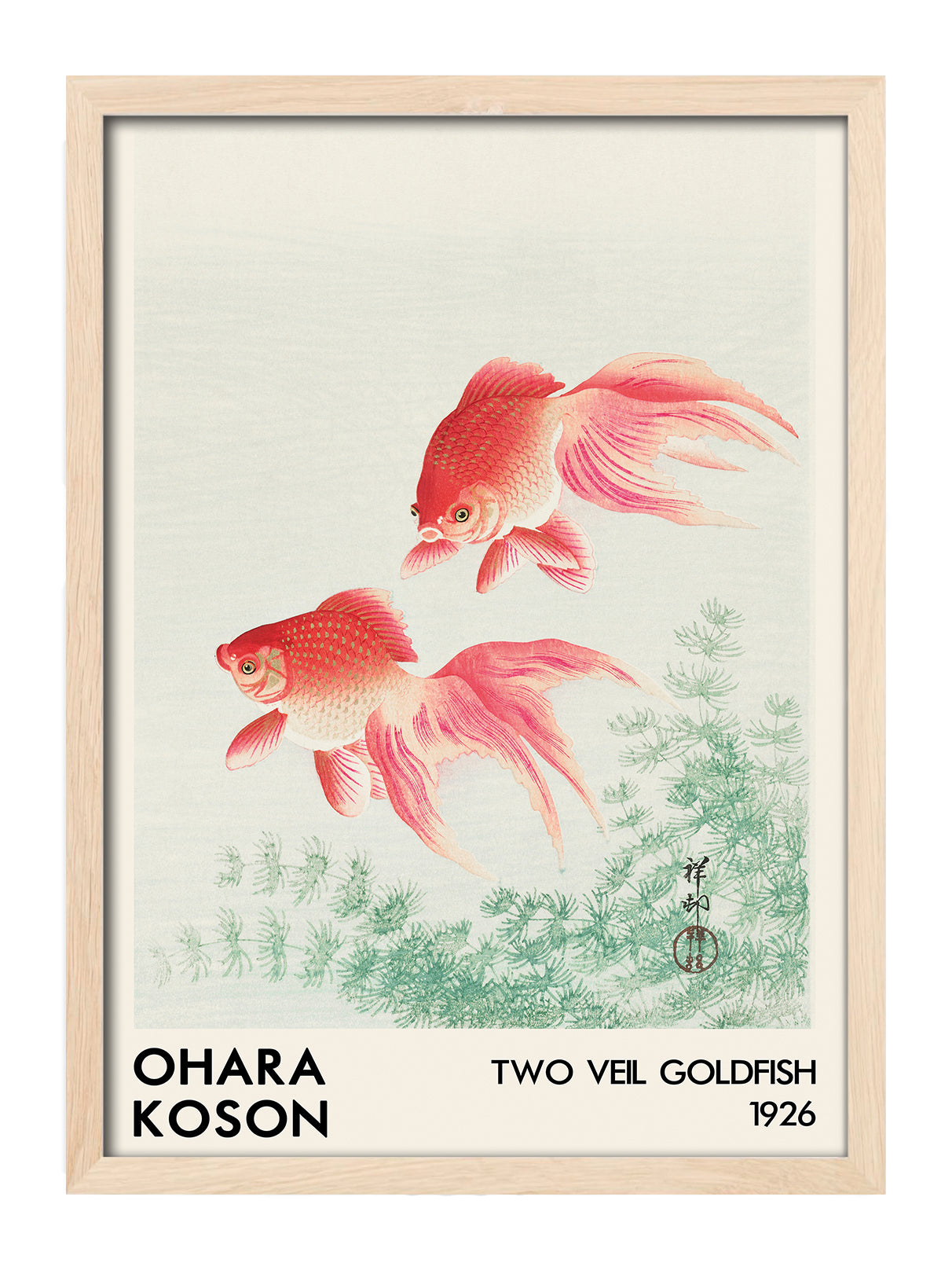 Two Veil Goldfish