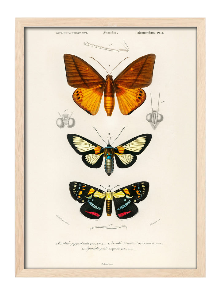 Castnie Japyx