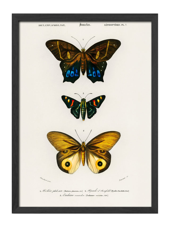 Hetere Philoctete