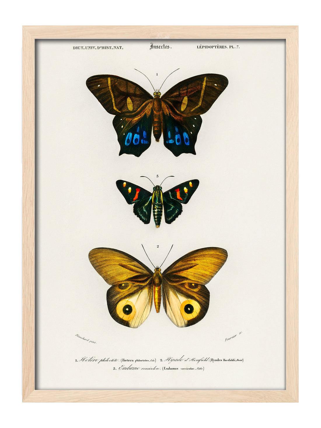 Hetere Philoctete