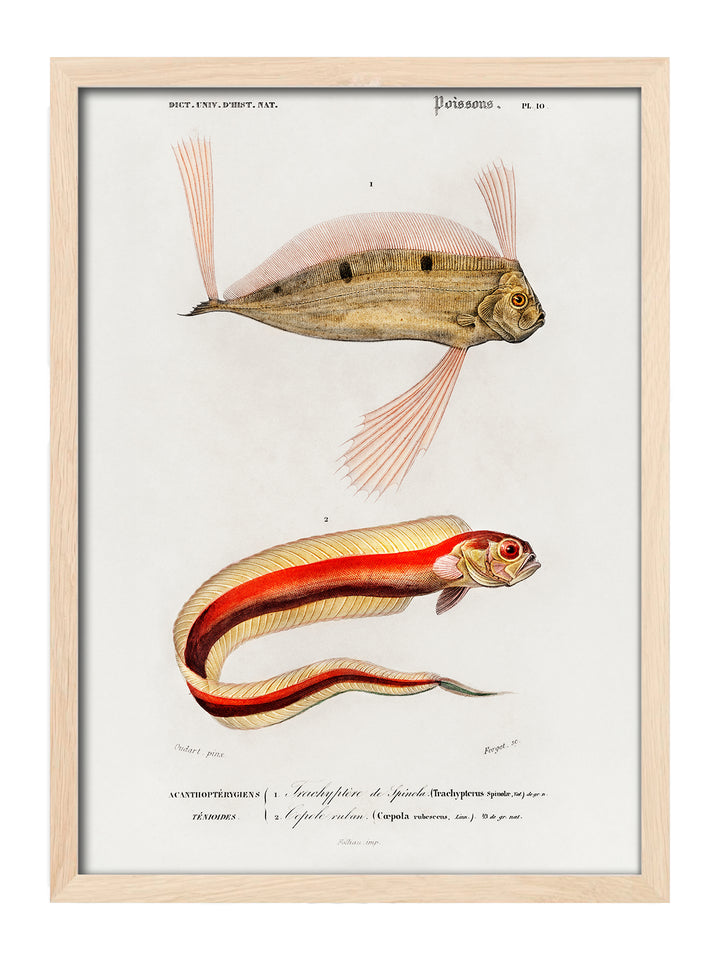 Taenioides